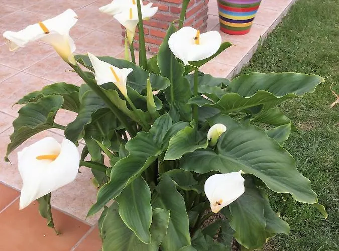 Casa Torres 4* Iznate